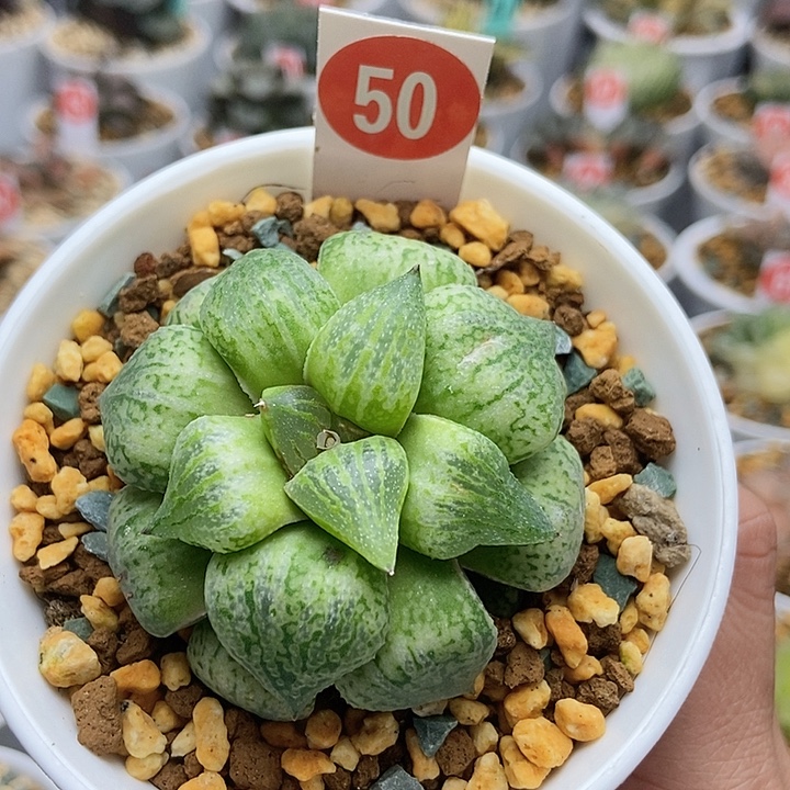 58绿狸白银12345678