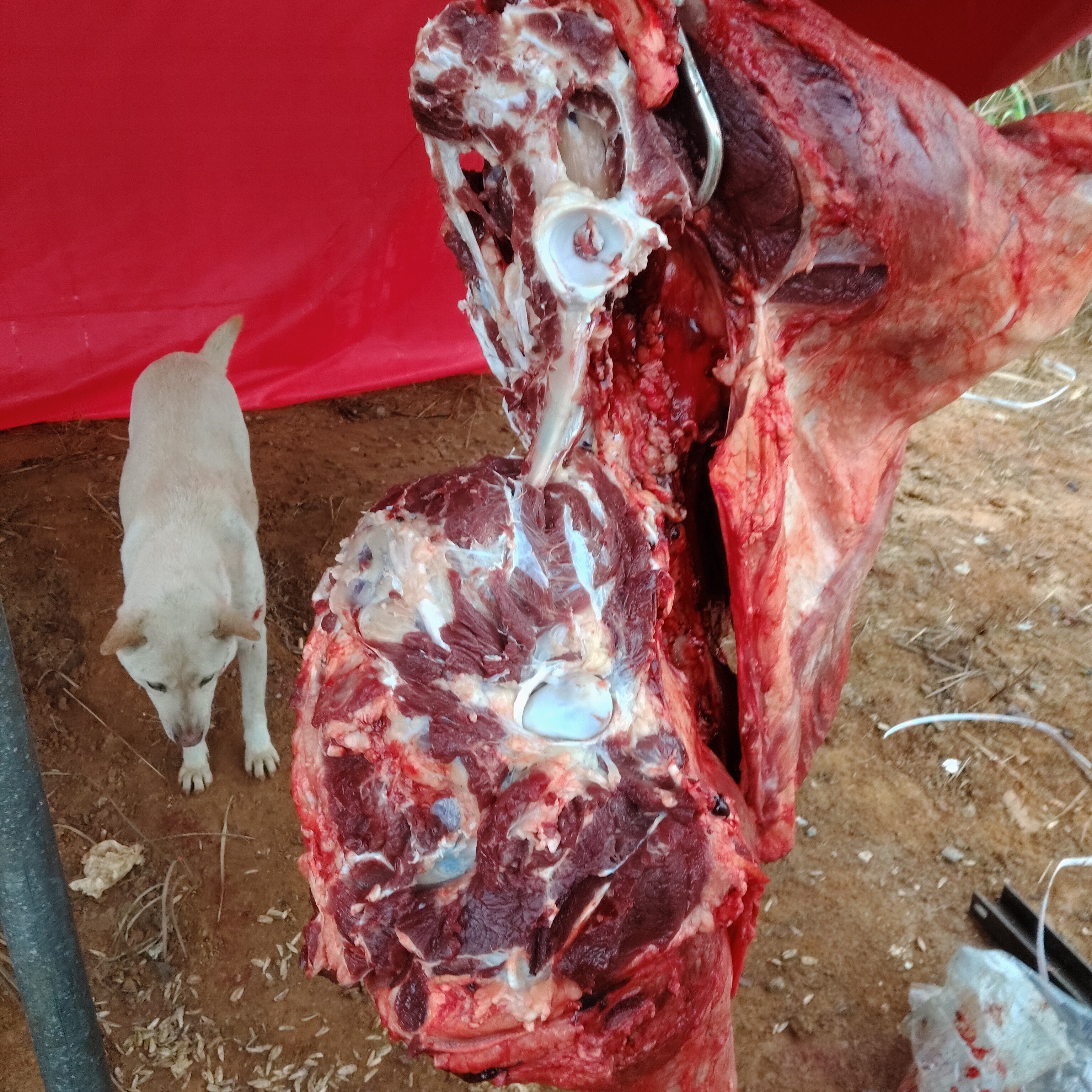 本地黄牛，跑山牛，自繁自养黄牛肉