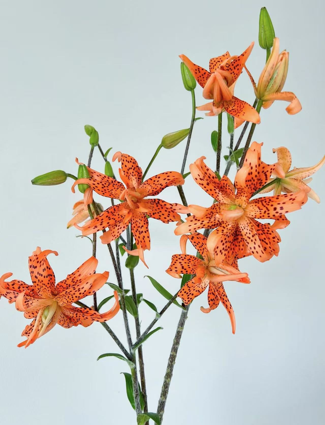 【陌上花开】多头虎皮宝宝百合树-百合