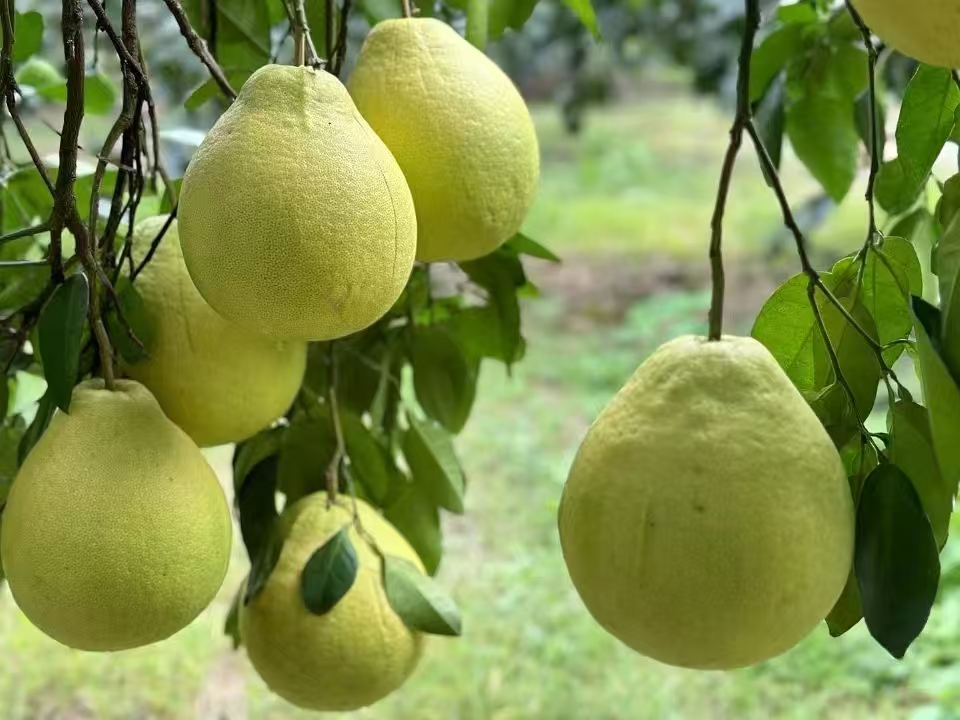 （中果）湖南正宗江永柚子粗石江香柚20斤-28斤