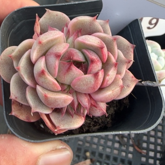 220笨吧一物一拍多肉