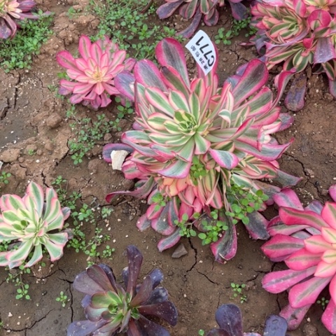 771美杜莎不包断枝