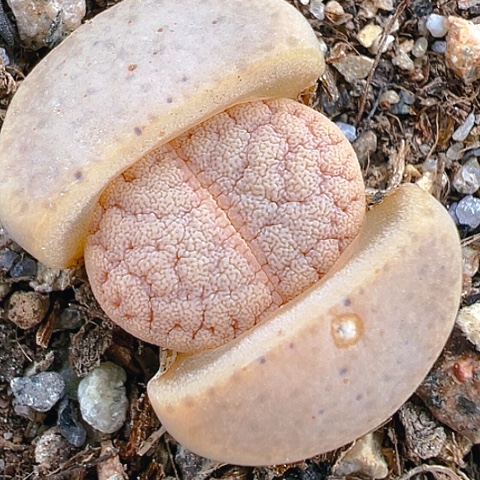 【闪购商品】20117