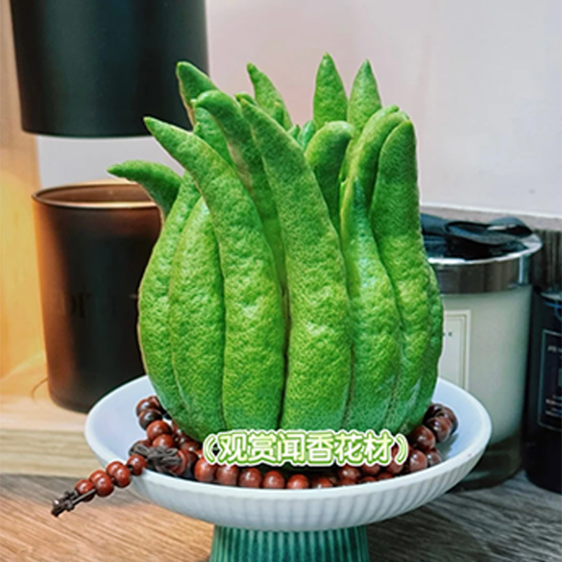 佛手柑 【中果一枚】清供观赏闻香500-700g