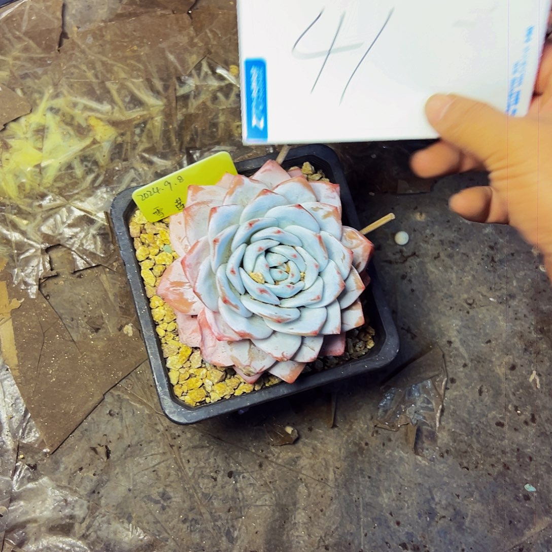 小***～41号一物一拍脱土包邮