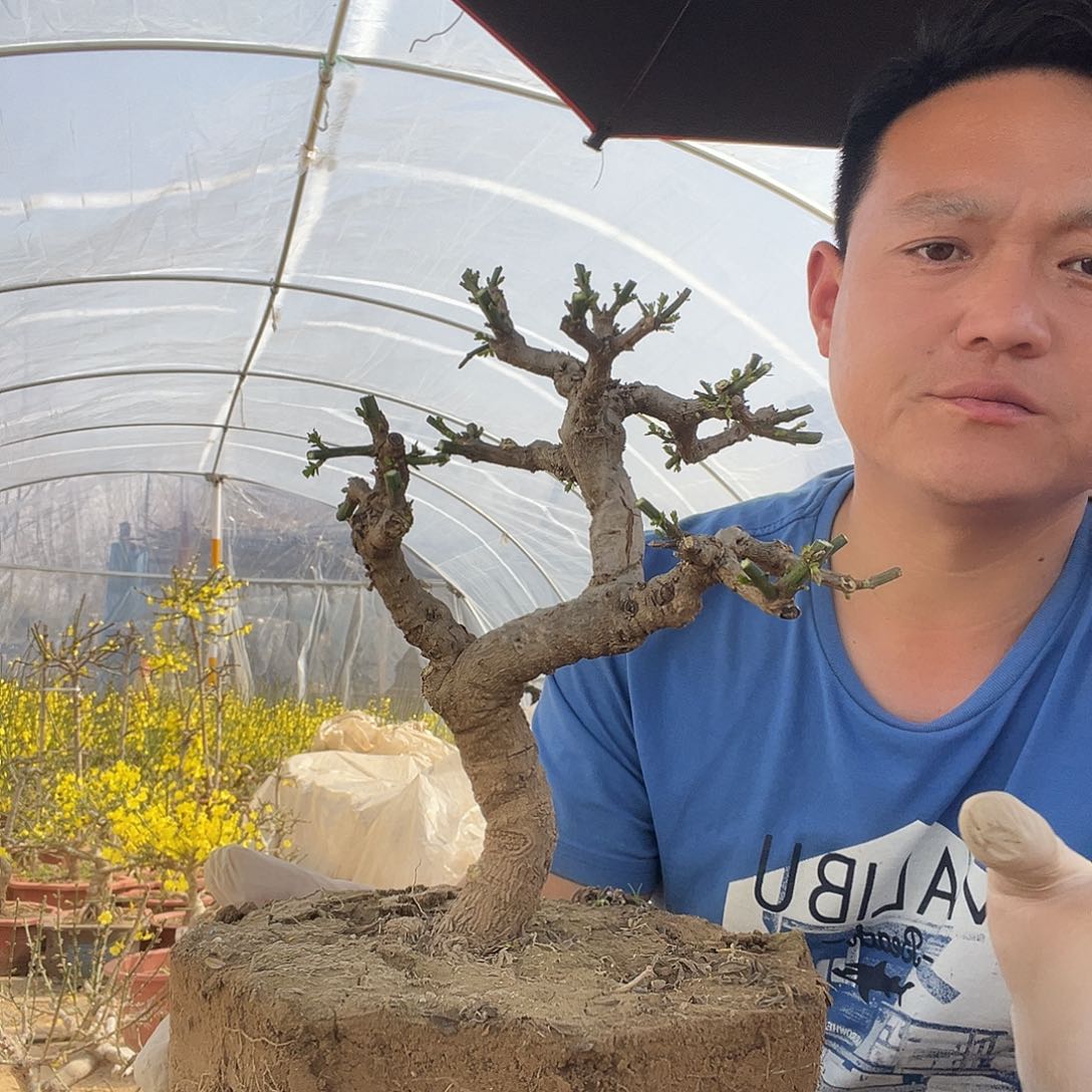 迎春花盆景福利品