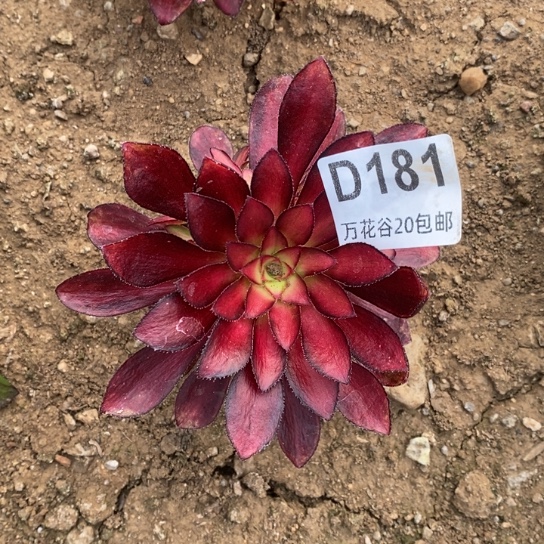 181魅丽多肉植物