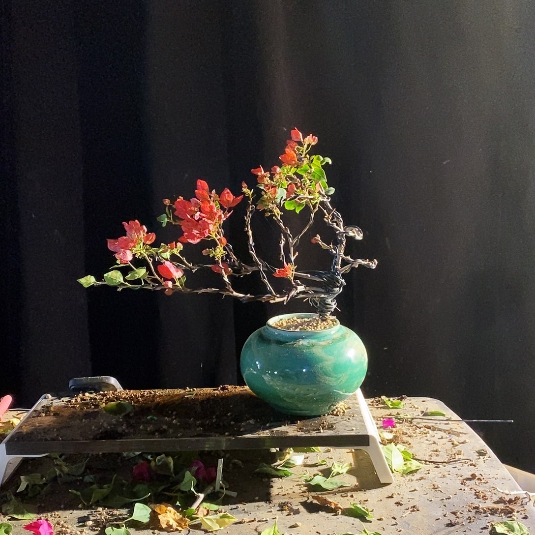 无花朵索菲亚陶瓷版