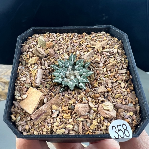 姬牡丹种播实生一物一拍358