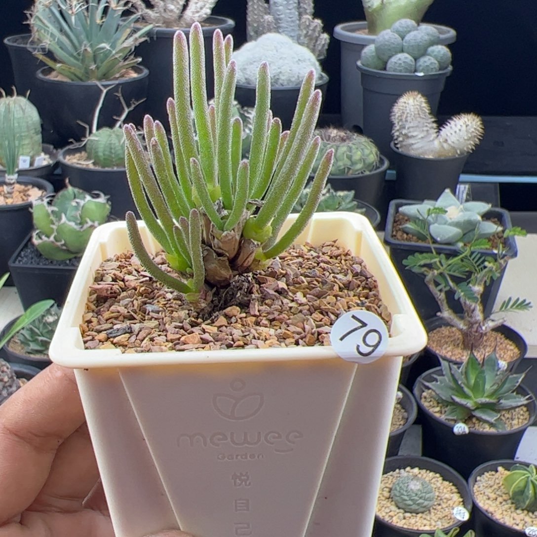 碧光环小兔子一物一拍