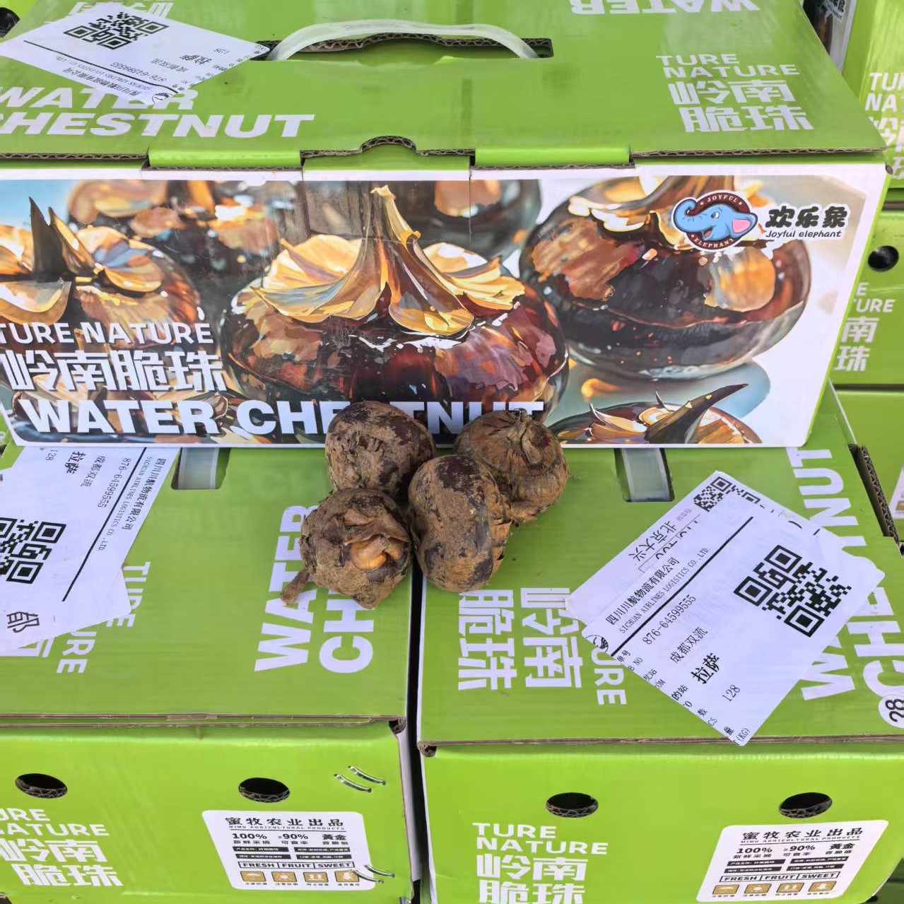 空运成都马蹄5.5斤128元