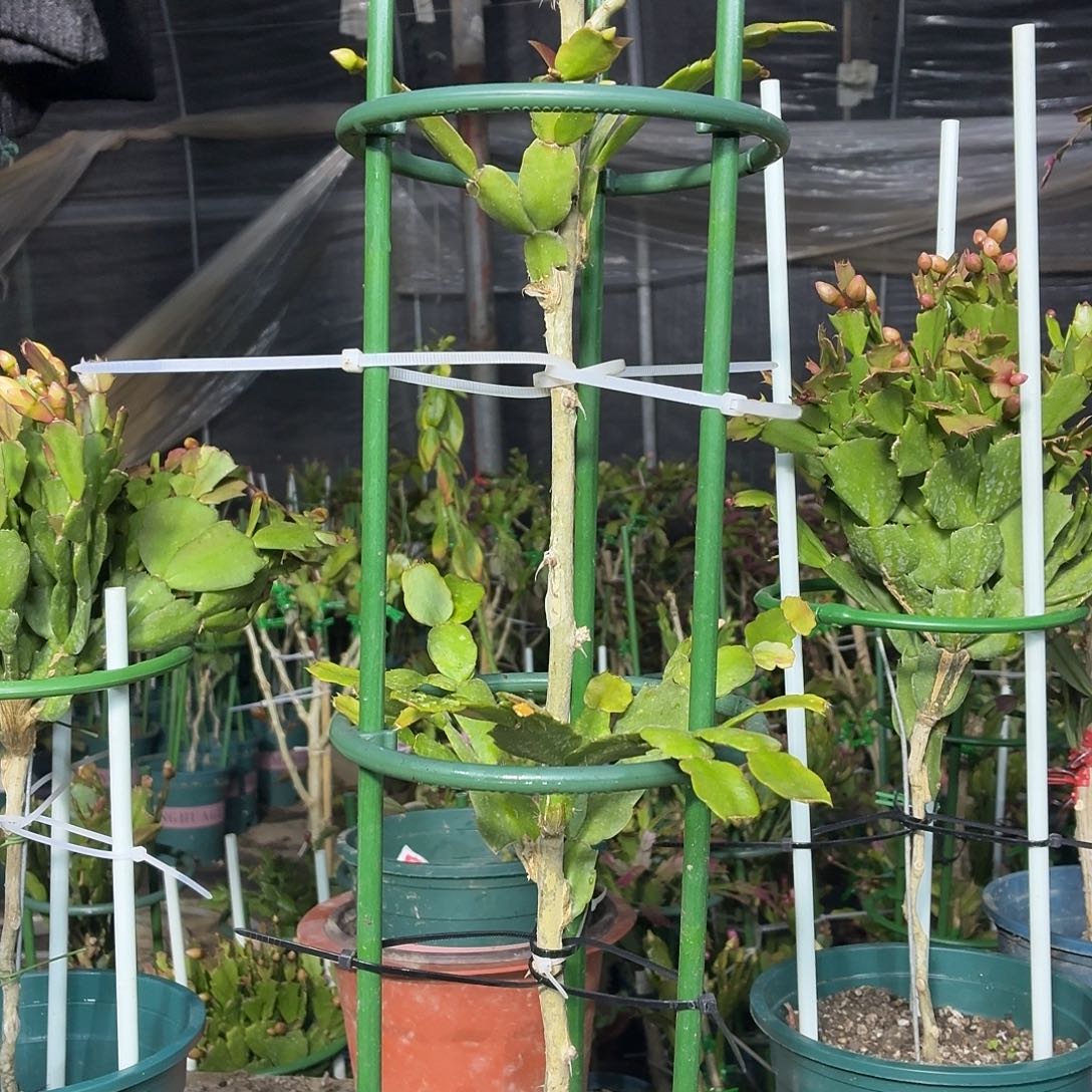 无花朵牛牛花友叶仙嫁接紫色重瓣