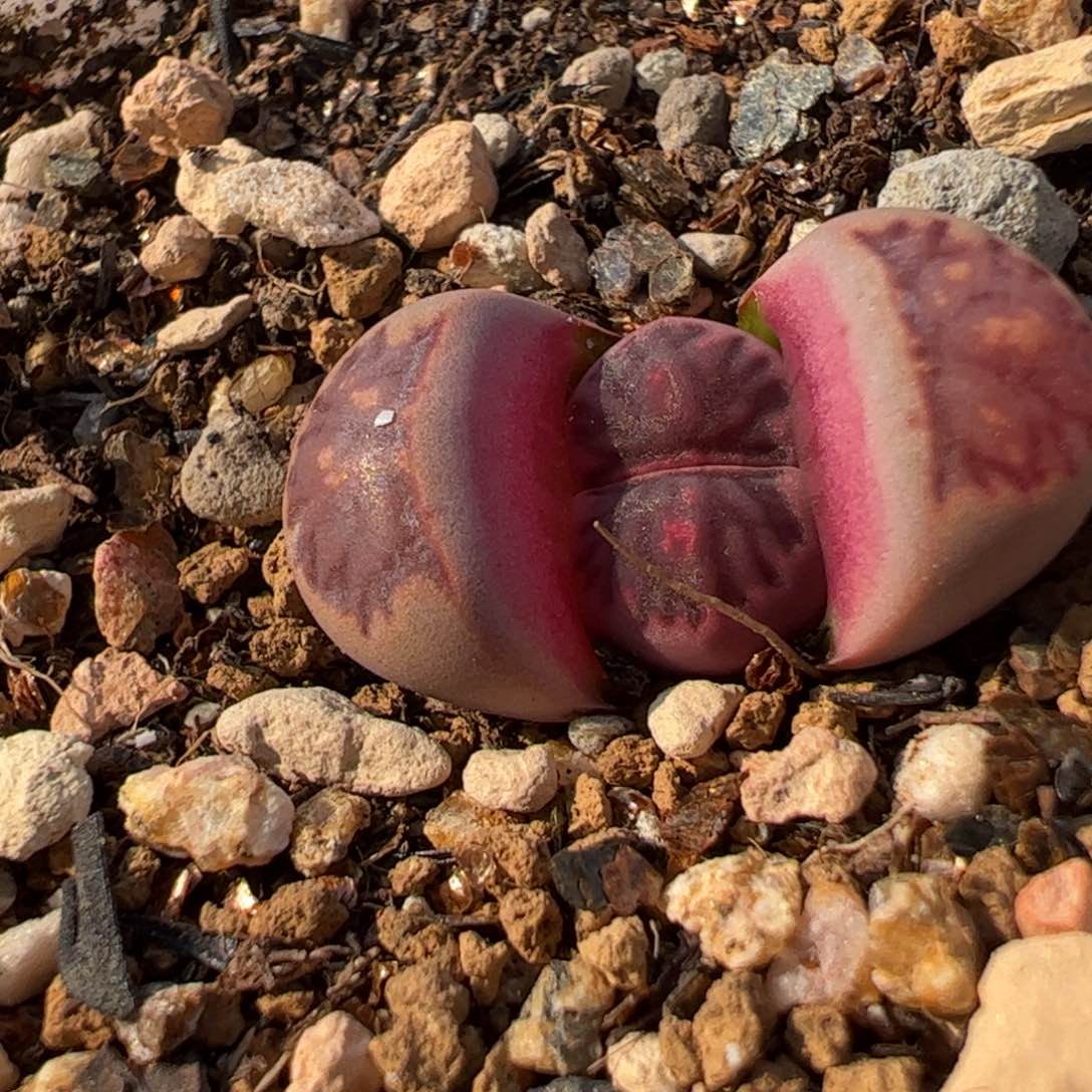 536多肉植物百科