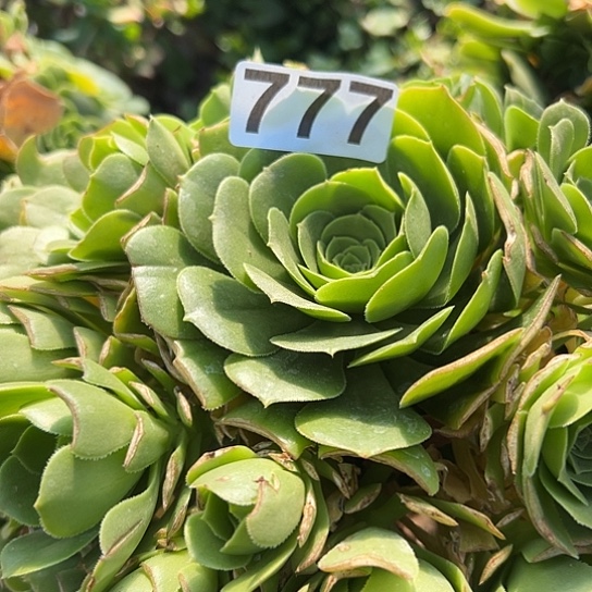 彭**脚多肉植物一个