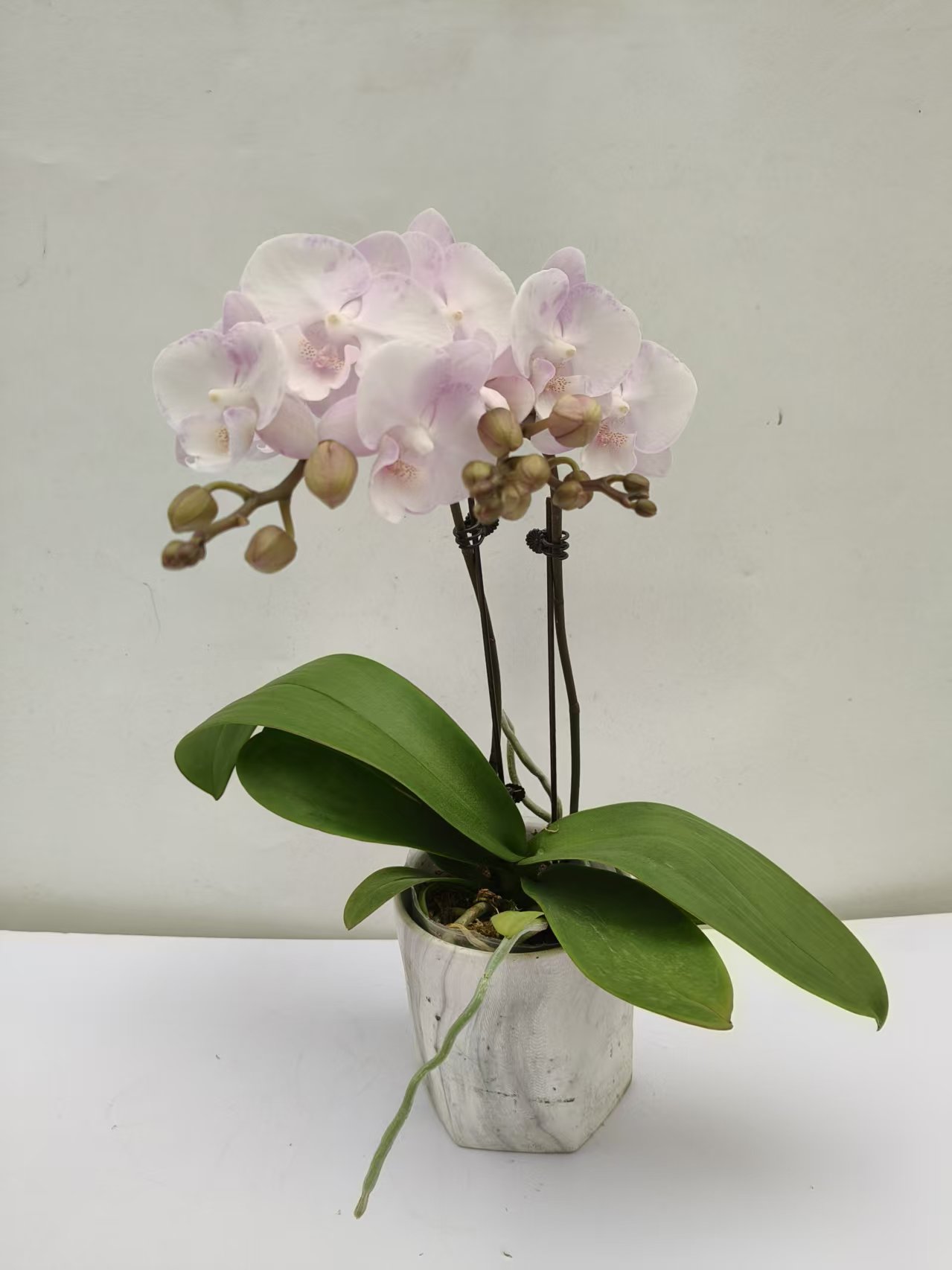 【甜蜜仙女双剑】梦语花卉 蝴蝶兰 叶片瑕疵不售后