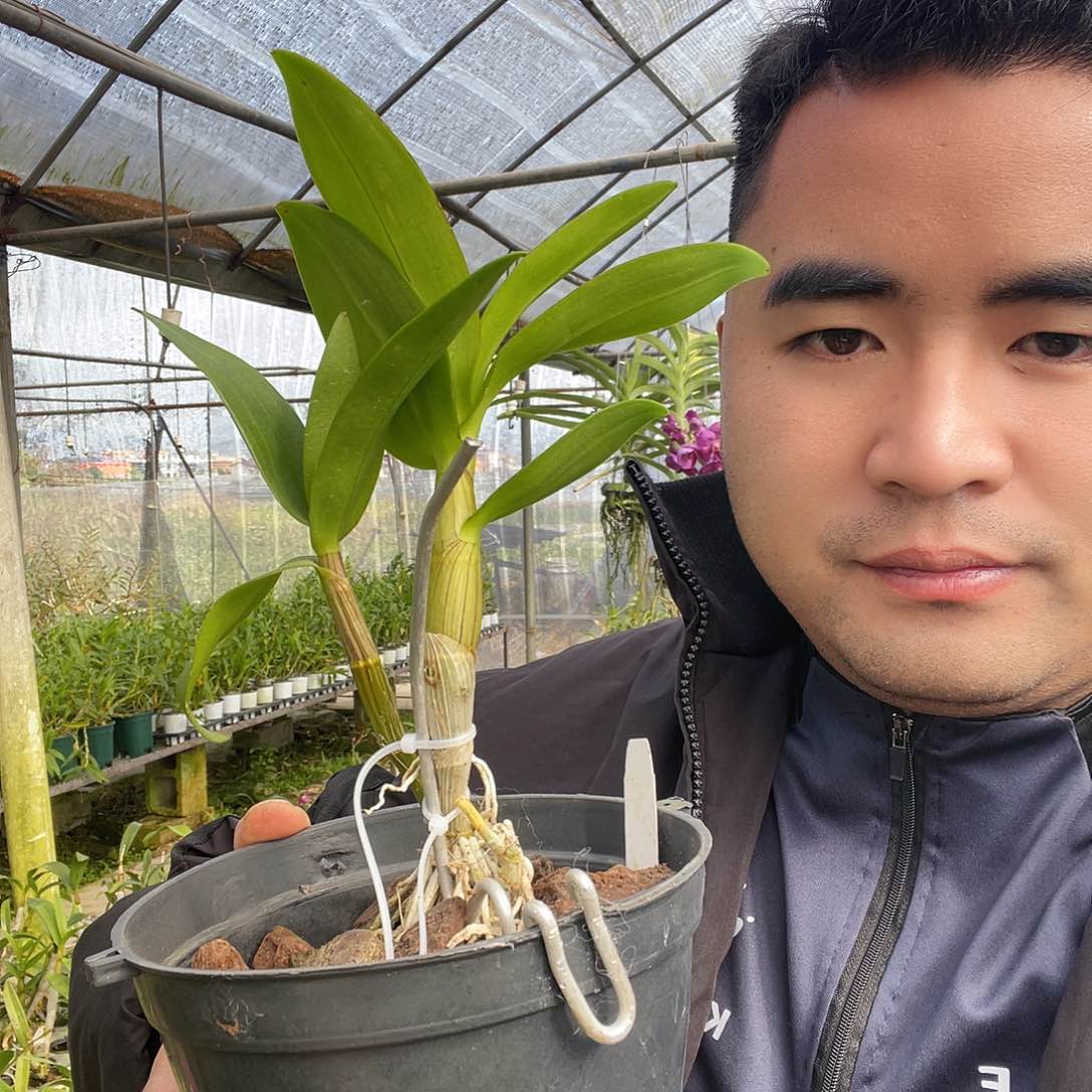 当前无花朵，栽培后可花朵939