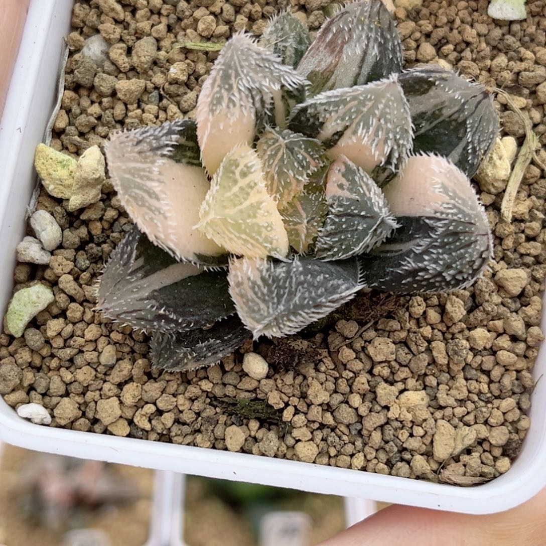 155狼蛛玉露锦福利专场