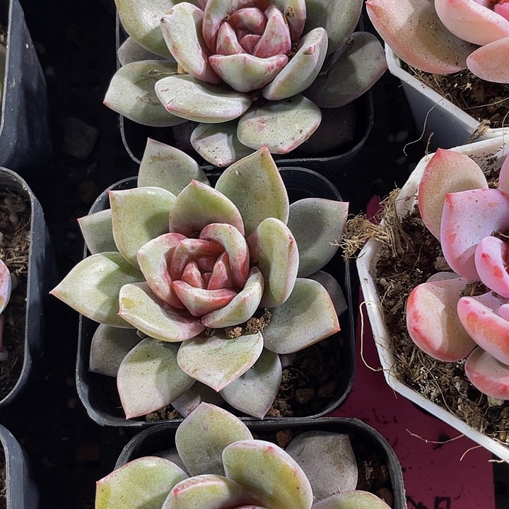 德国香槟带盆土发