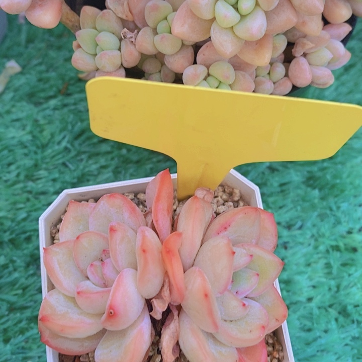 多肉植物，开心多肉，粉丝福利场