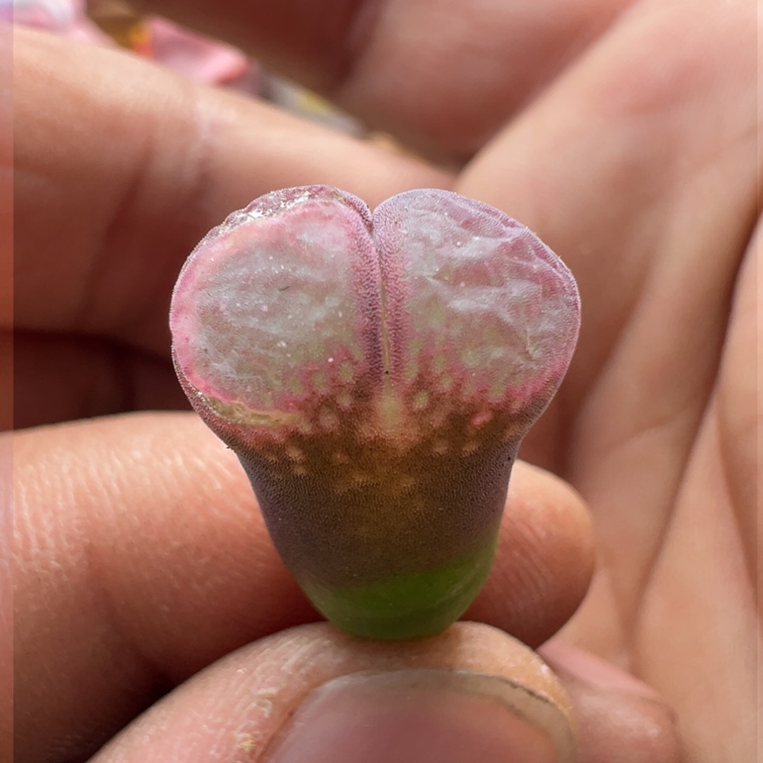 221优选粉流沙炸窗福利