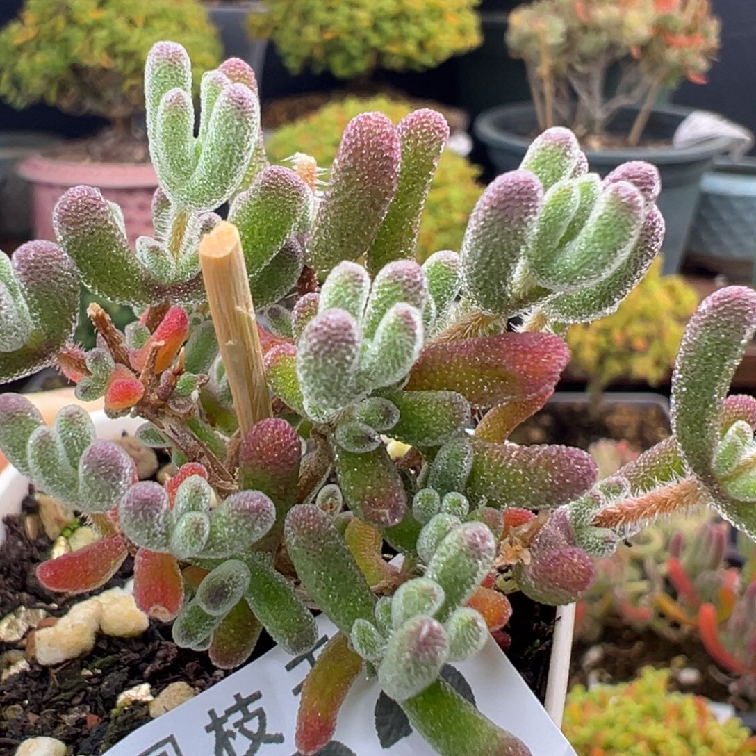 比***熊开播炸u922实生晶荧冠幅4cm