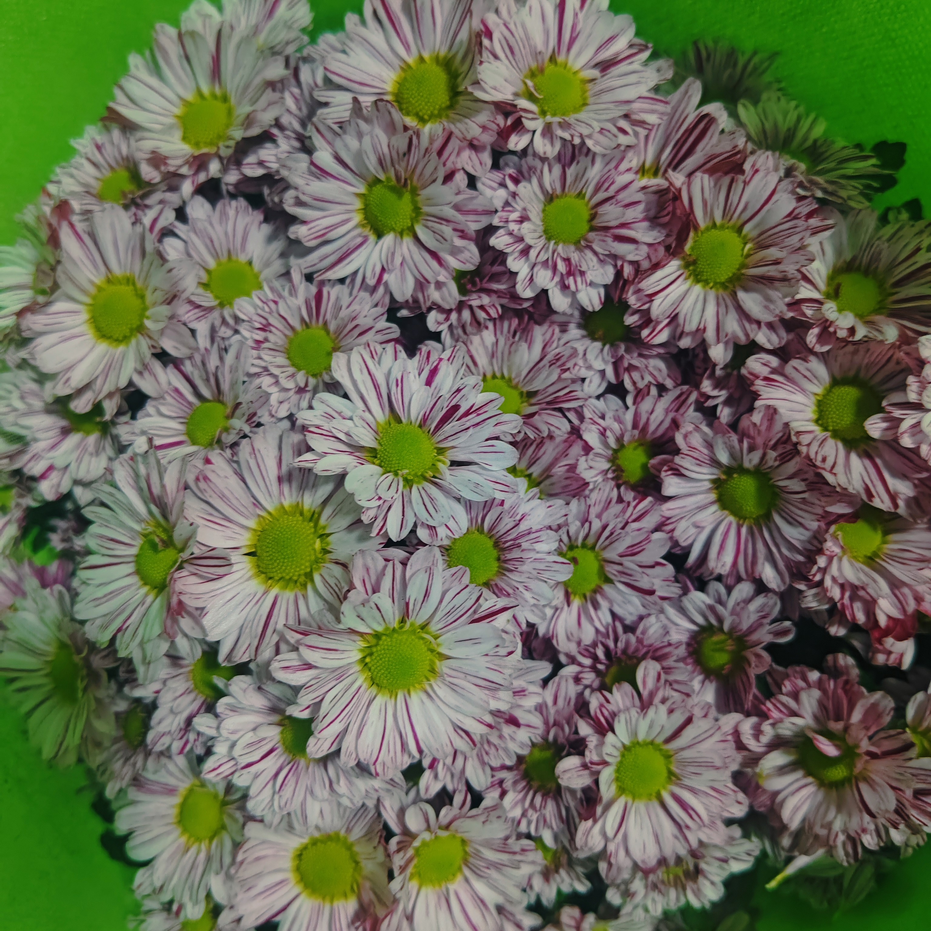 绿眼豹纹小紫花阳台耐高温小雏菊