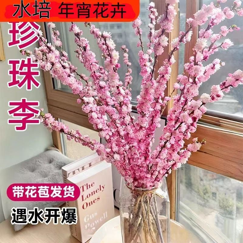珍珠李干枝遇水开花鲜枝水培鲜花室内好养植物耐寒热梅花年宵花卉