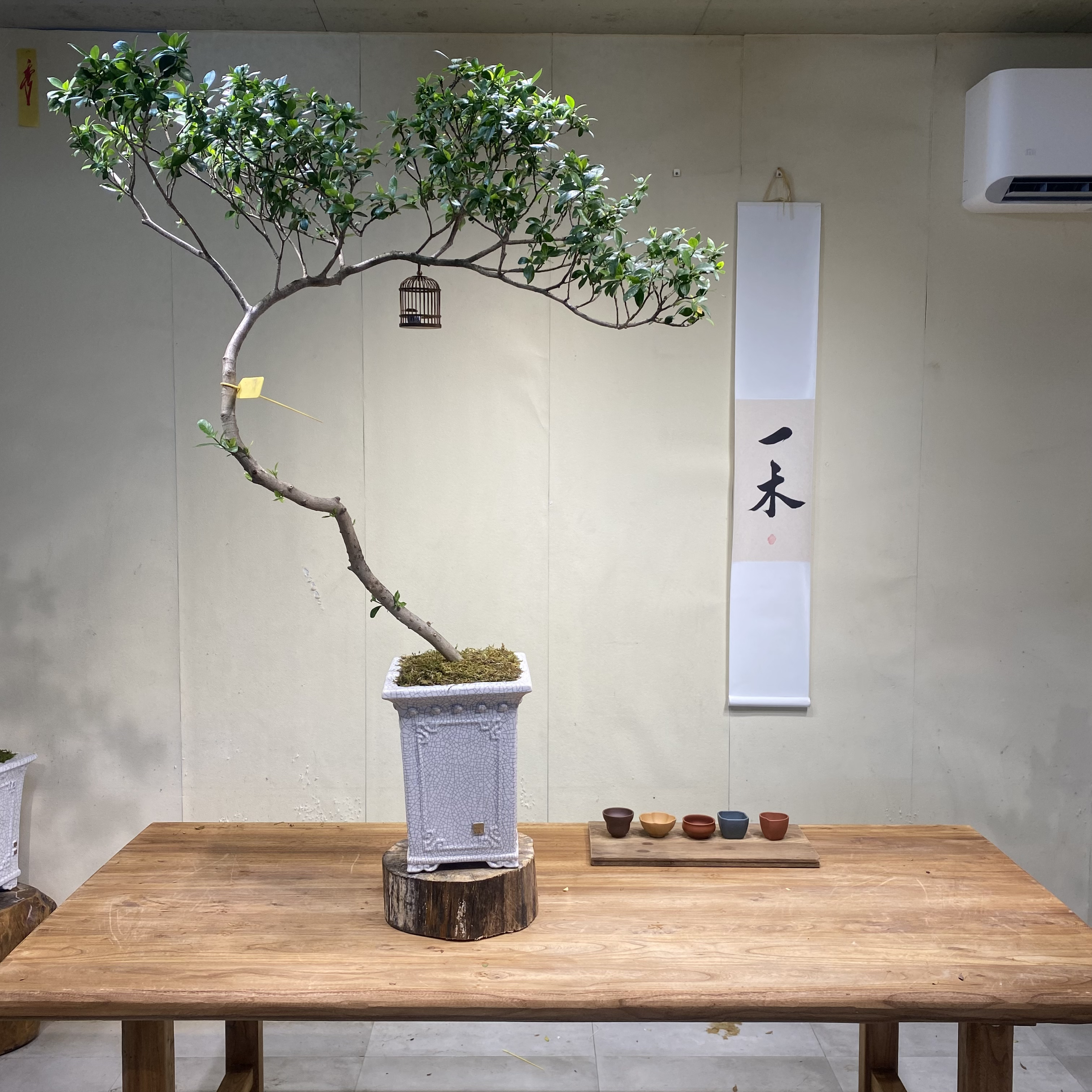 一木｜海岛栀子花精品老桩精美造型