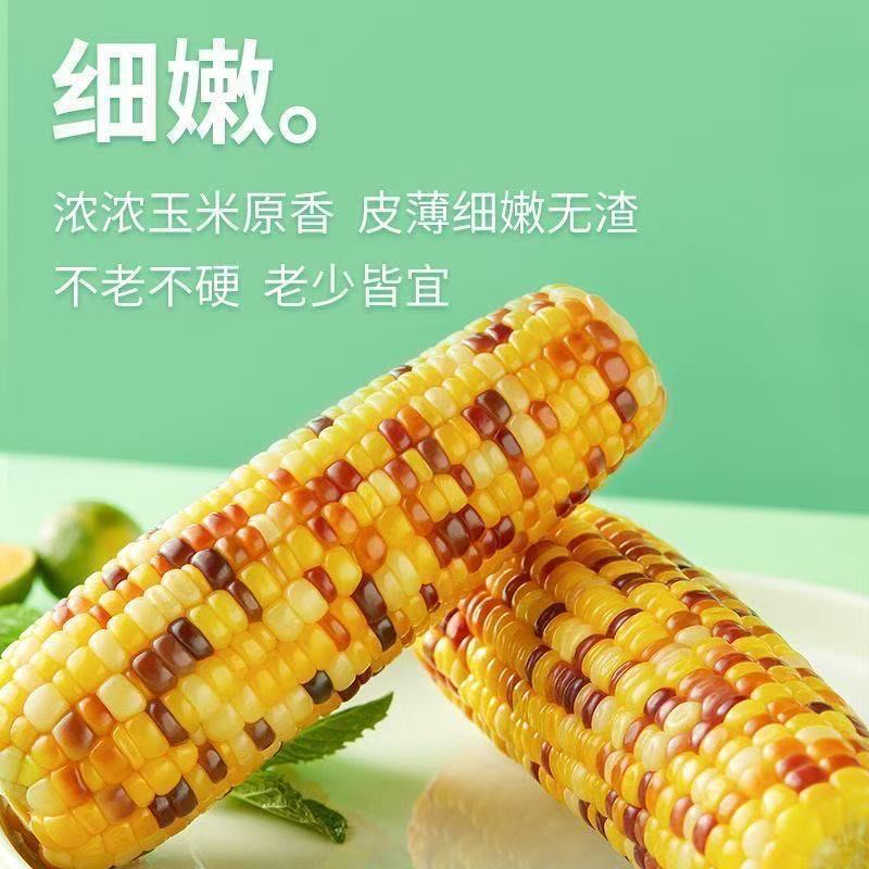 现摘现发五彩甜糯玉米软糯香甜水果黄糯玉米新鲜采摘