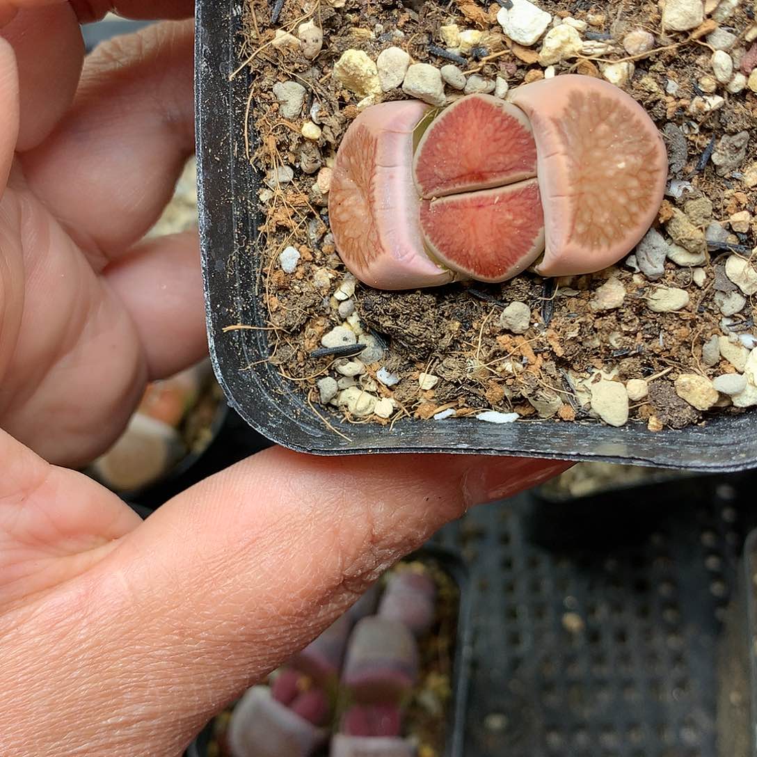 B70多肉植物保护研究所