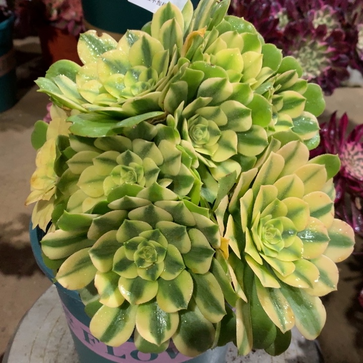 019辛尼亚多肉植物