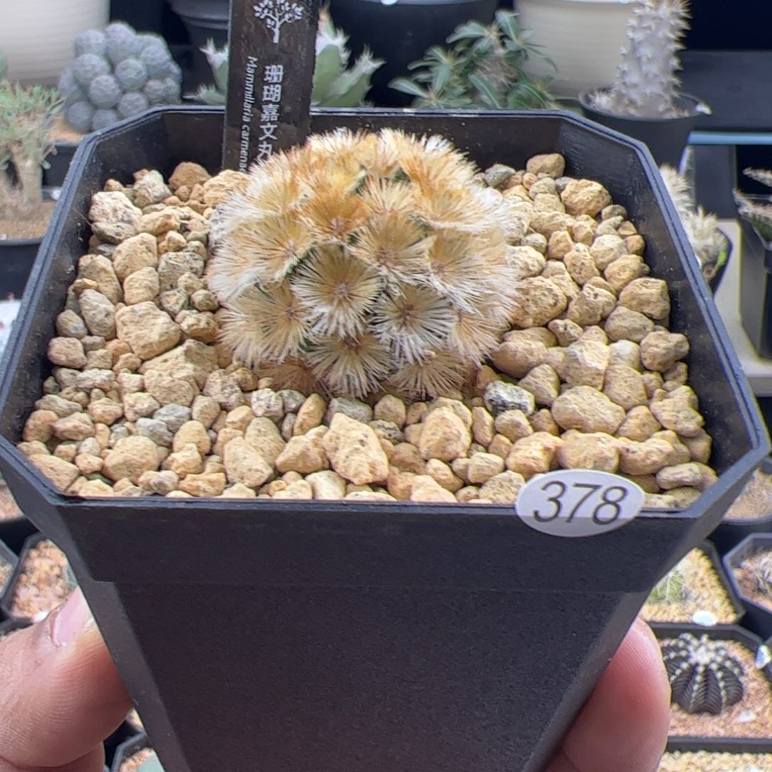 珊瑚嘉文丸一物一拍378