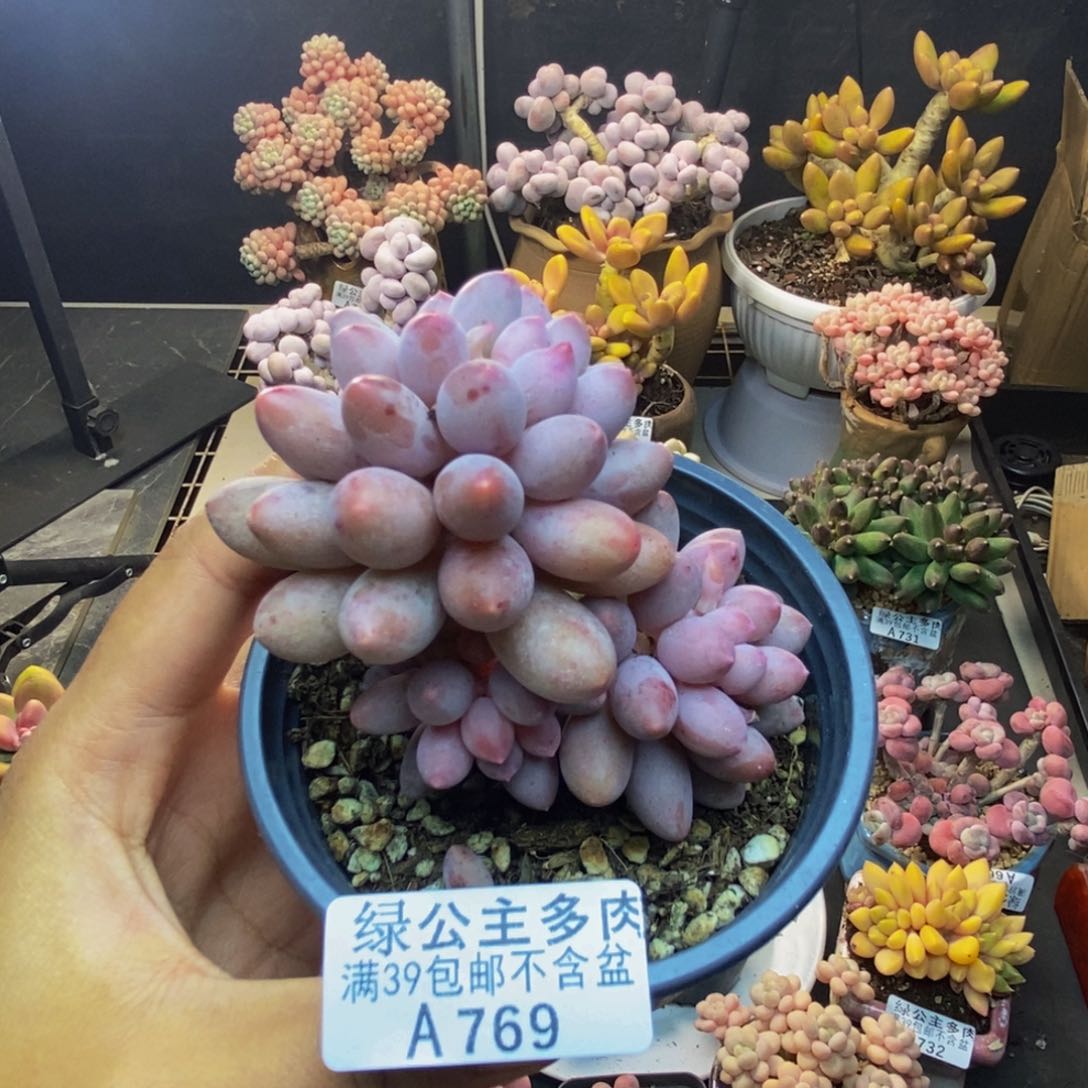 769香水手指奶多肉7c m