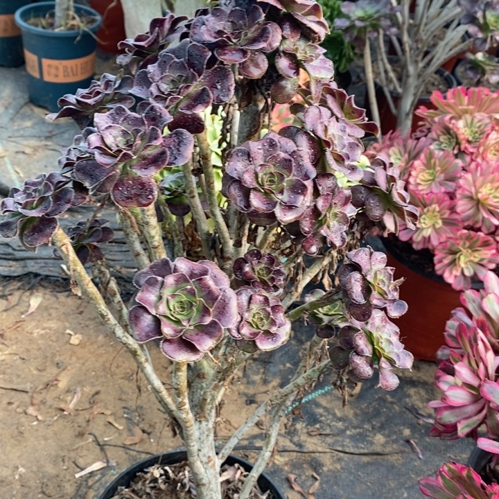 圆叶15多肉植物法师法师