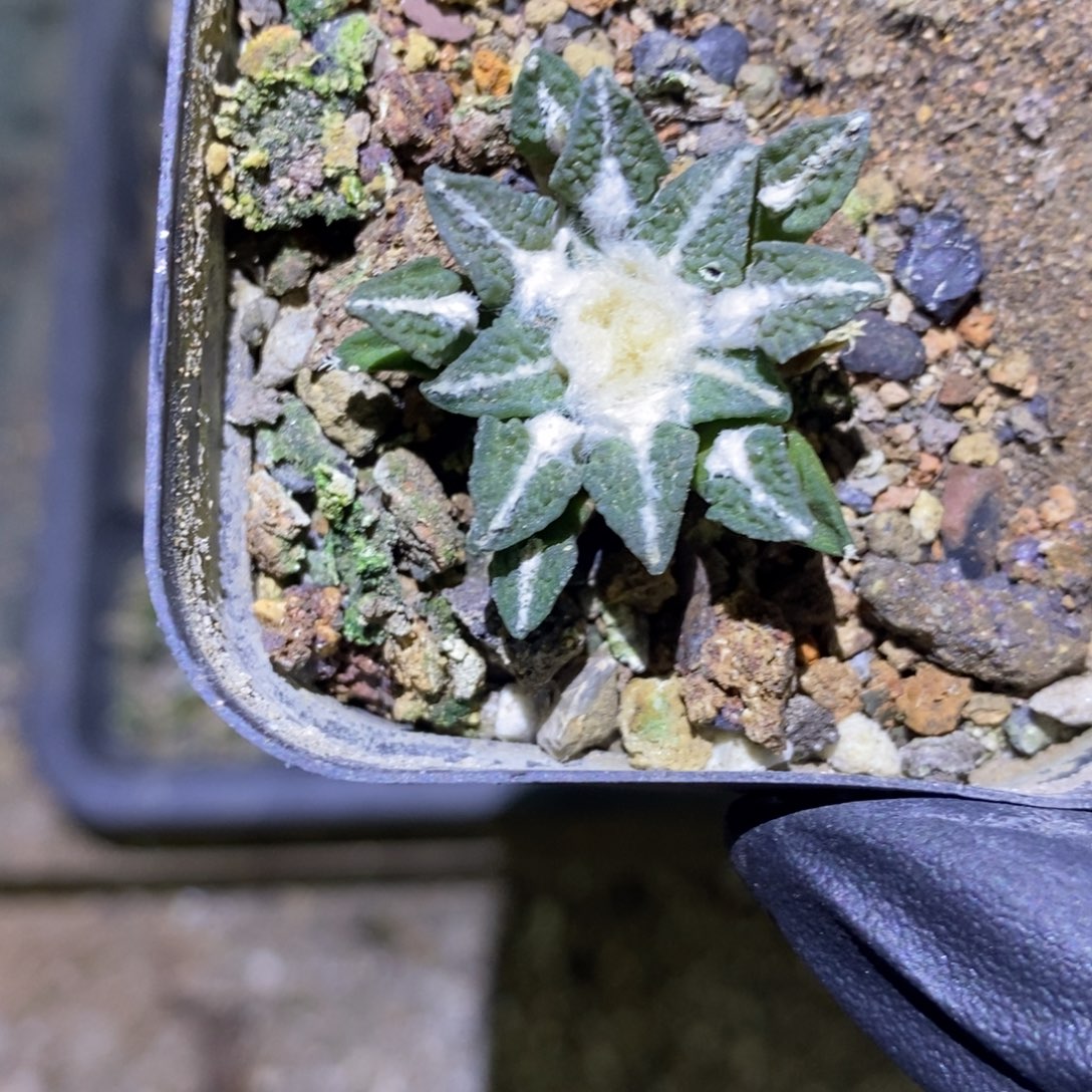 钱***满实生黑牡丹福利福利一颗