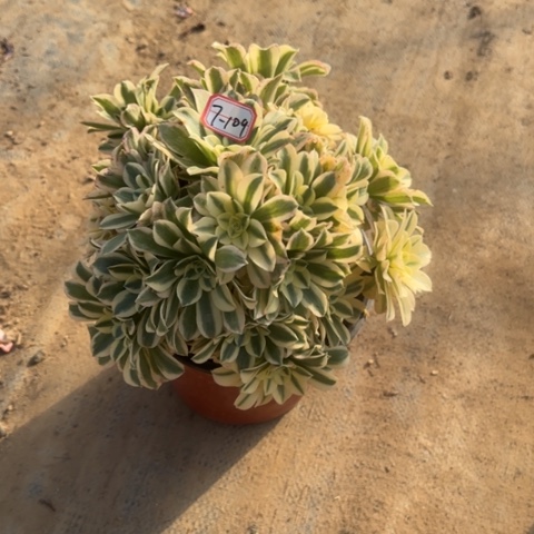 7-109绿豆沙处理不售后多肉