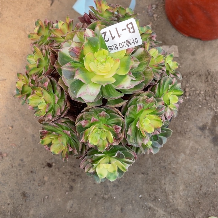 112龙鳞多肉1134557845678