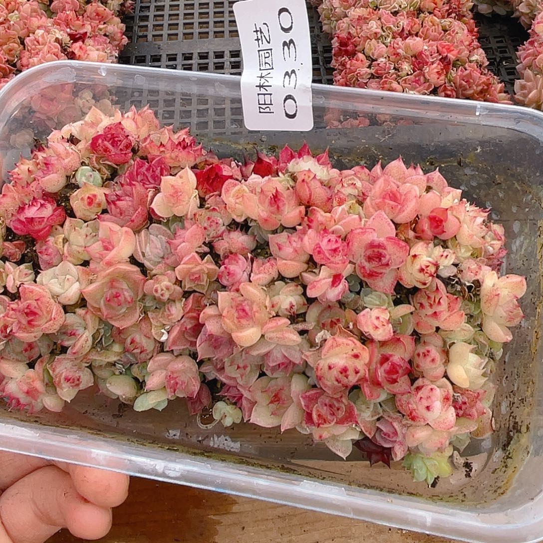 多肉植物多肉植物330