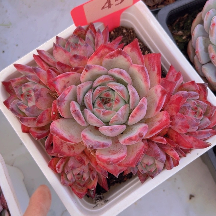 健健康康平平安安多肉