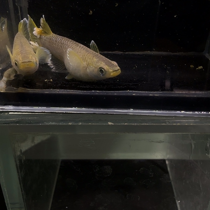 青鳉鱼一物一拍769