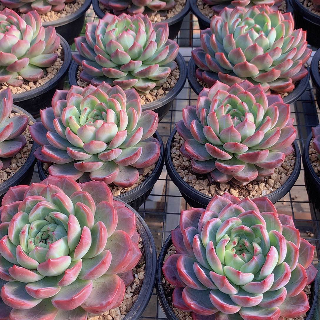 超大红鸾4567899990000