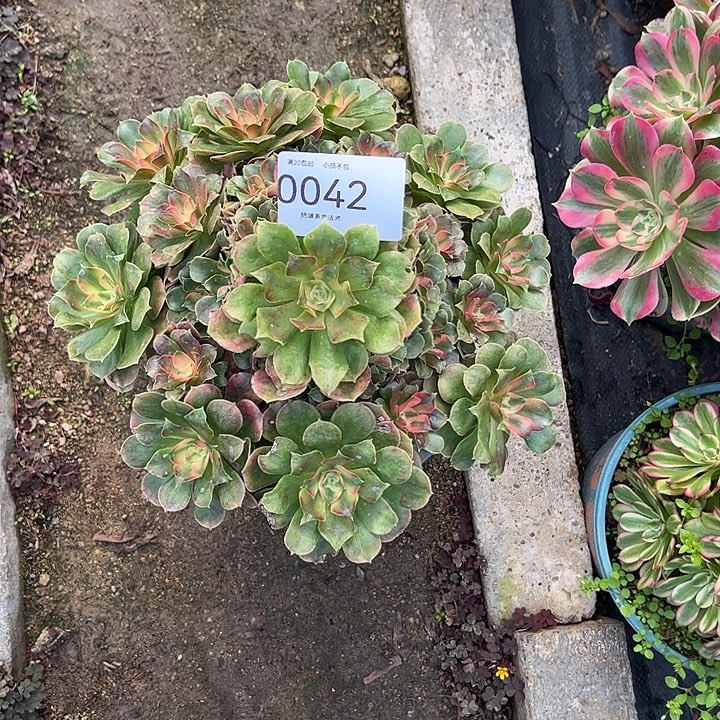 无***痕0042香妃多肉植物