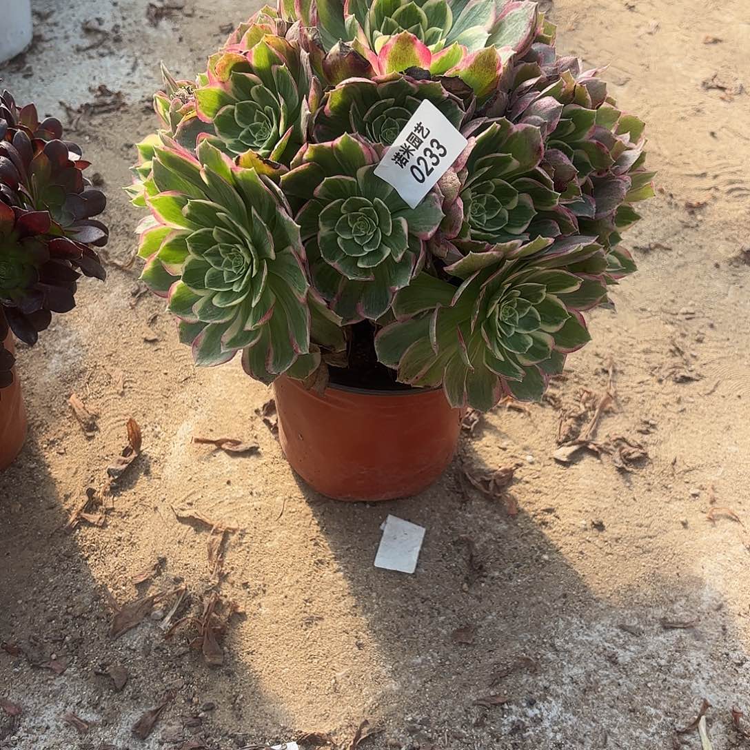 孔雀翎手捧多肉植物233