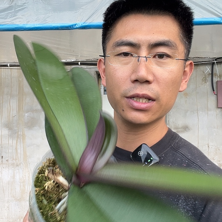 完全开放牛记黑脸4.5叶损