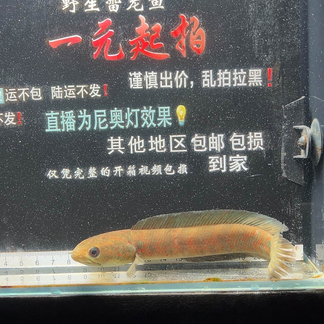 雷龙鱼七星雷龙七星雷龙