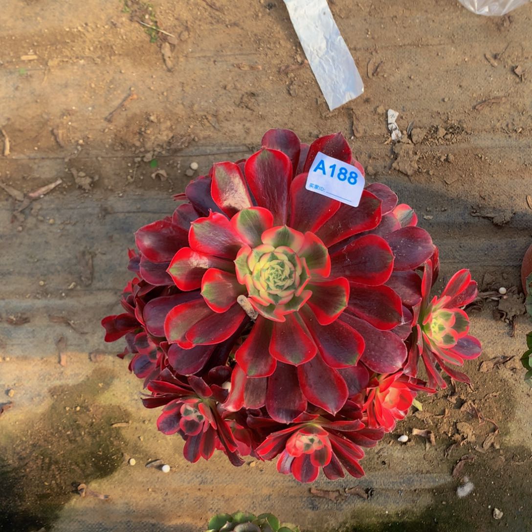 忘****车多肉植物188美杜莎888888