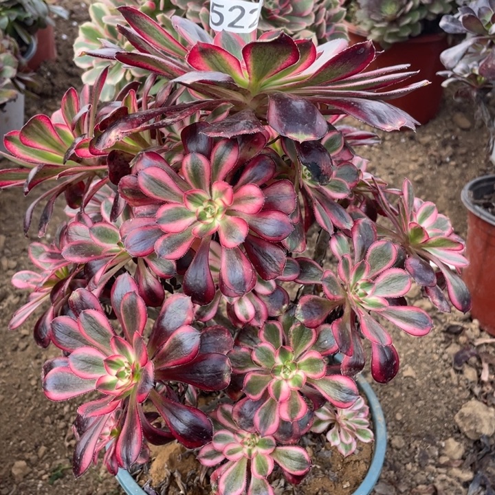 无花朵522香奶奶多肉植物