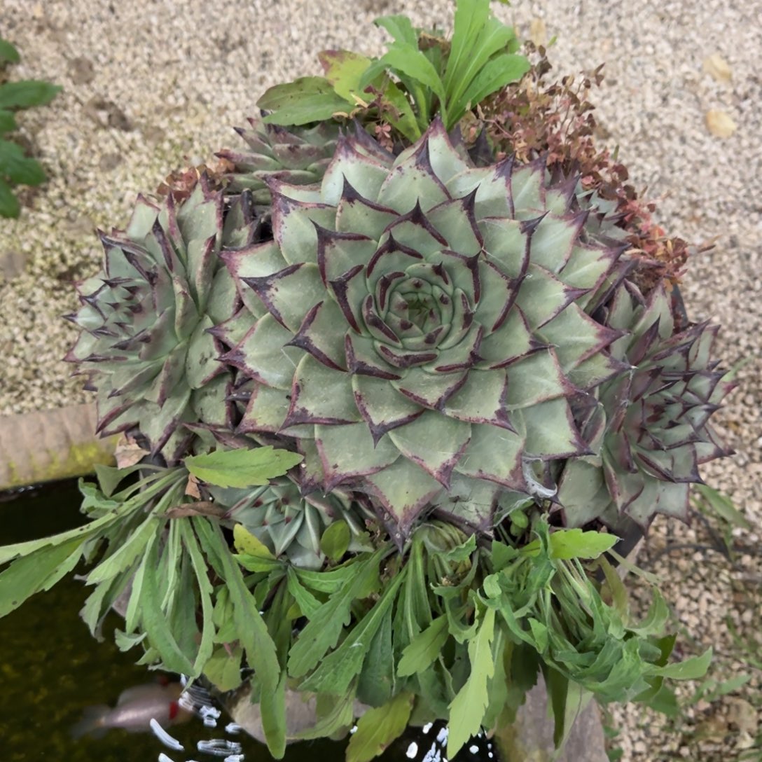 靖***雯乌木 群生 一物一拍