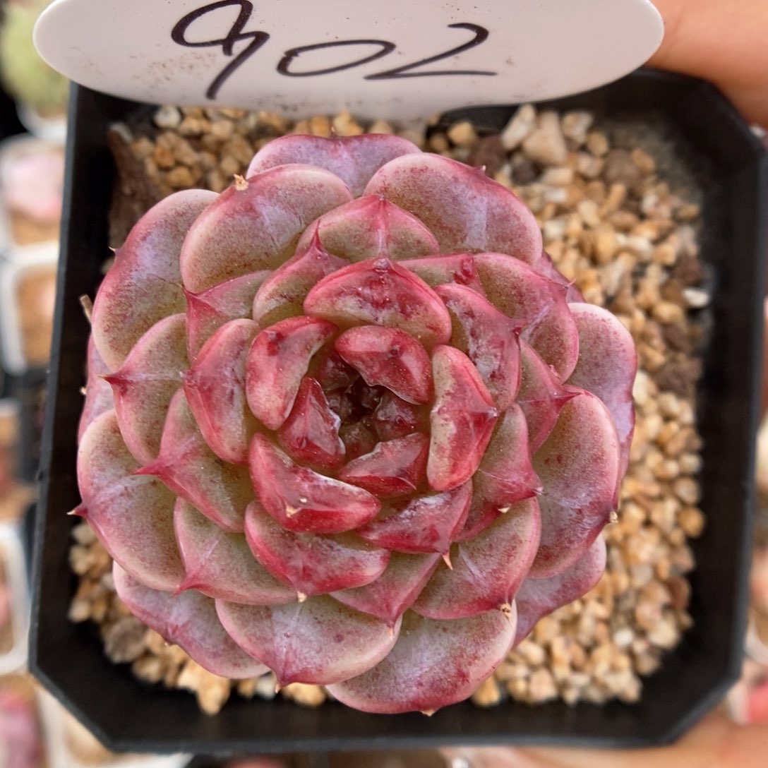 天鹅绒可拍902号。