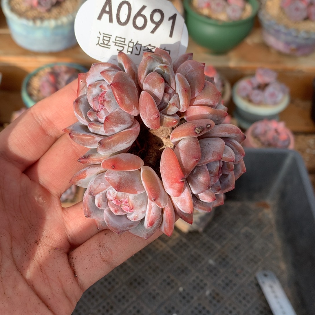 粒***尘A0691 开播福利 星影老桩 有砍 8cm